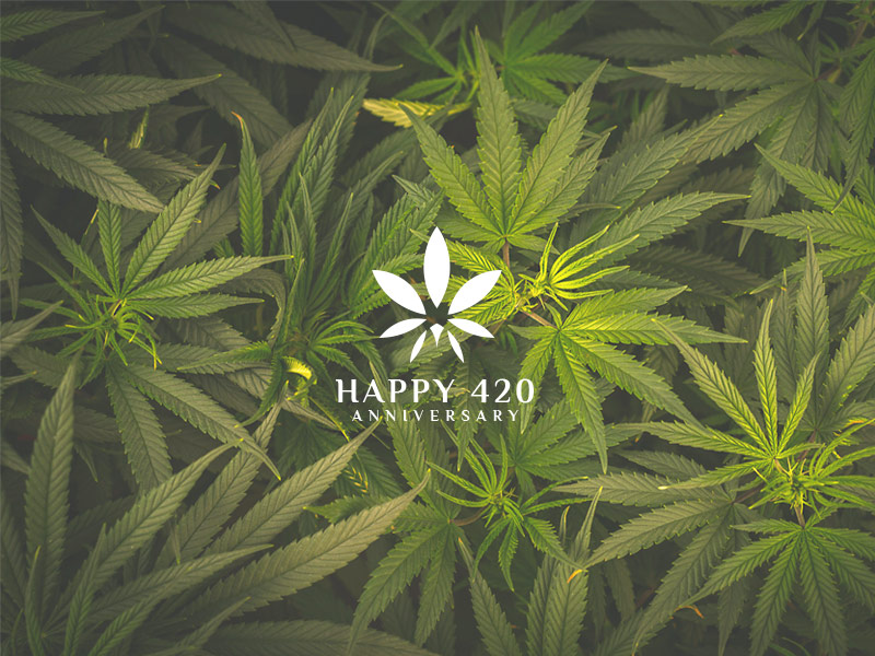 Happy 420 Anniversary - marijuana leaf logo on a field of cannabis plants