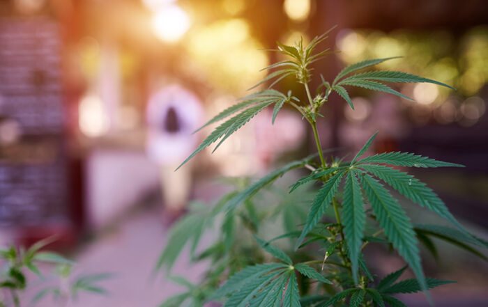 Marijuana cannabis leaf on a blurred dispensary background