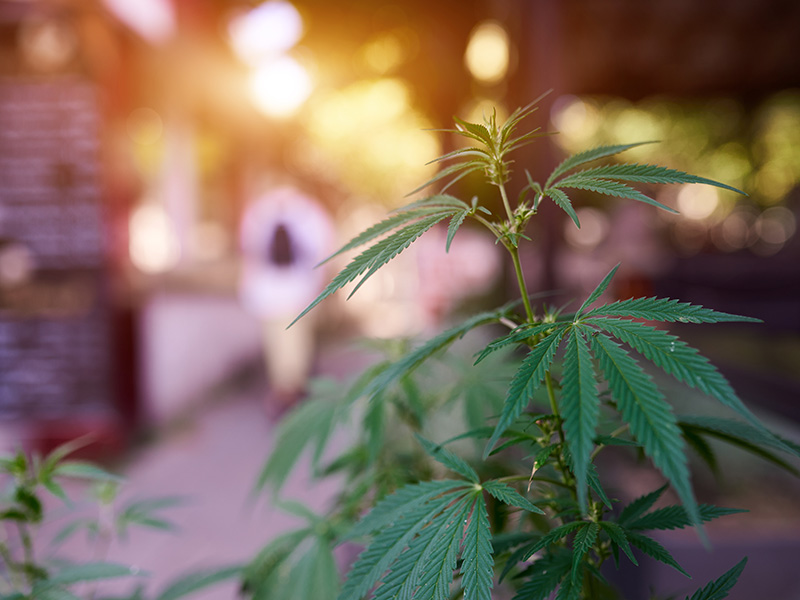 Marijuana cannabis leaf on a blurred dispensary background