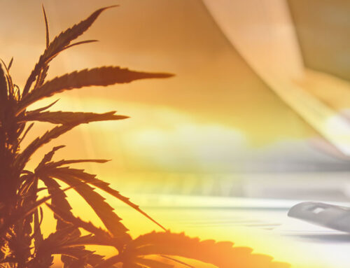 Comprehensive Analysis of Liquidity Ratios in the Cannabis Industry