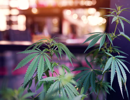 Trump Signs Executive Order, December 18, 2025 – Cannabis to Be Rescheduled